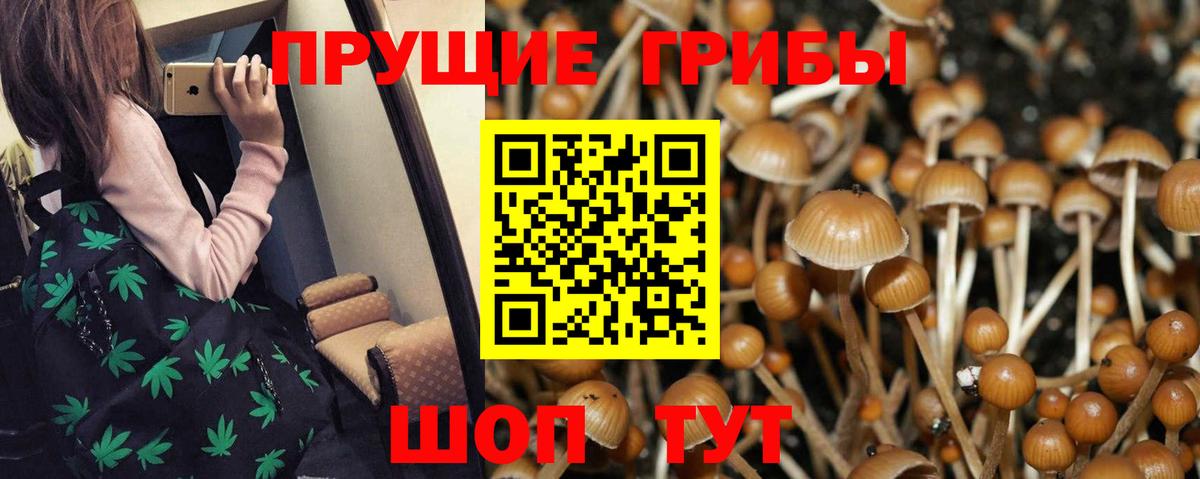 Боровичи  Псилоцибиновые грибы прущие грибы  Галлюциногенные грибы Cubensis  Вход с VPN 